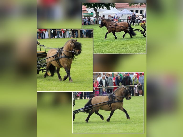 Shetland Ponies Mare 1 year 10,1 hh Pinto in Grimmen