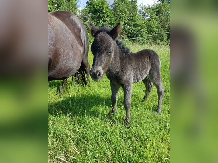 Shetland Ponies Mare 1 year 8,1 hh Black in vernon