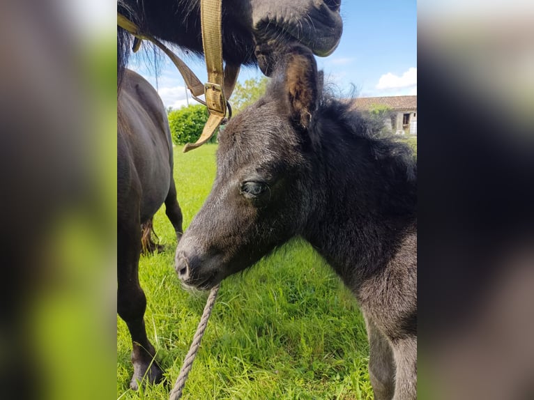 Shetland Ponies Mare 1 year 8,1 hh Black in vernon