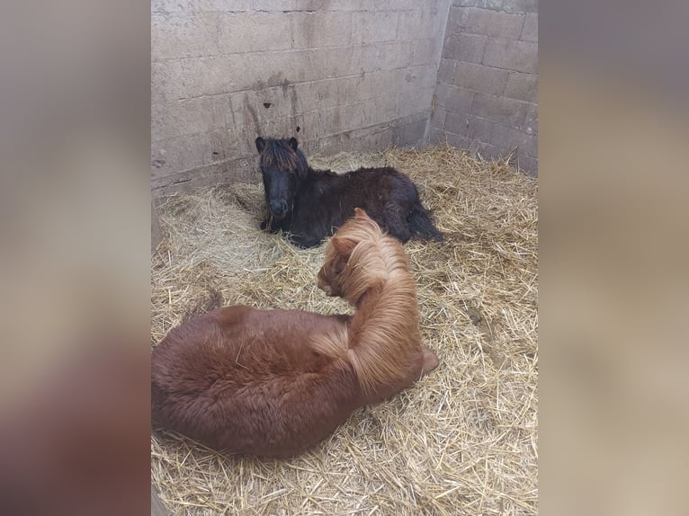 Shetland Ponies Mare 1 year 8,1 hh Black in vernon