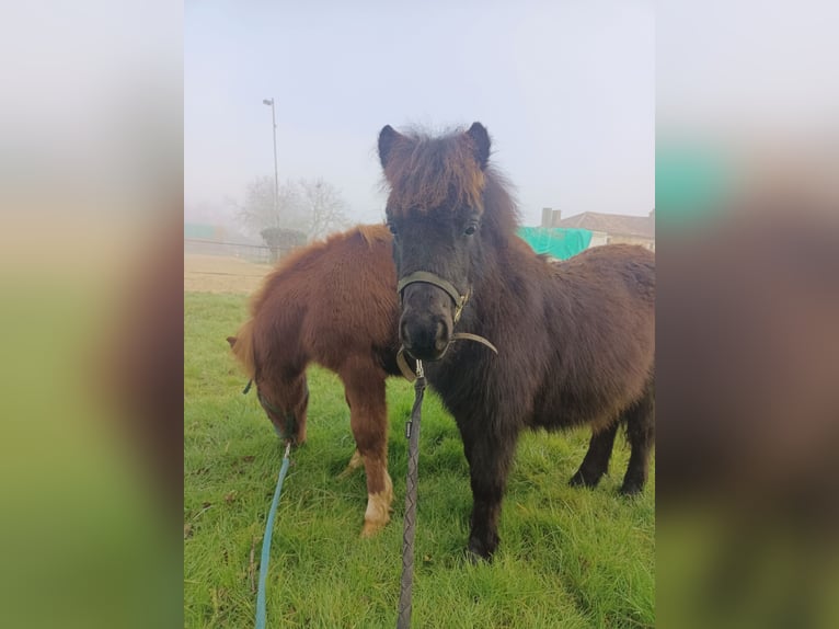 Shetland Ponies Mare 1 year 8,1 hh Black in vernon