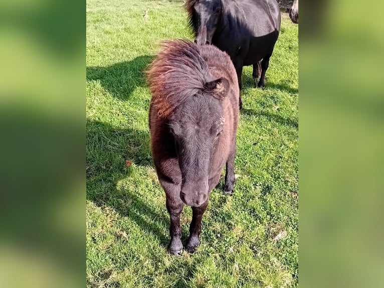 Shetland Ponies Mare 1 year 8,3 hh Black in Etaples