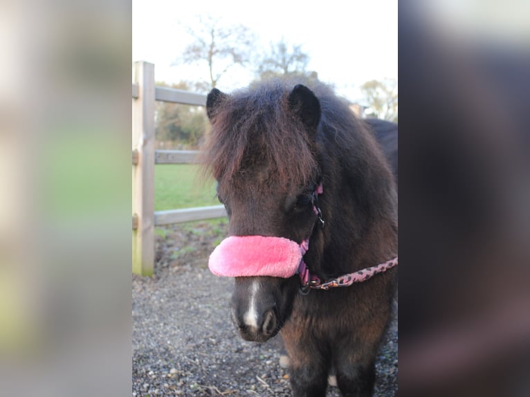 Shetland Ponies Mare 1 year 8,3 hh Black in Ophemert