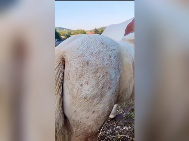 Shetland Ponies Mix Mare 1 year 8,3 hh Pinto in Distroff