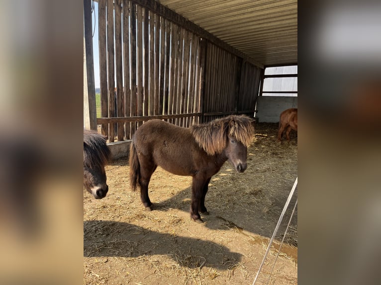 Shetland Ponies Mare 1 year 9.1 hh  in Berg