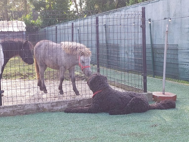 Shetland Ponies Mare 1 year 9,1 hh Gray in Stekene