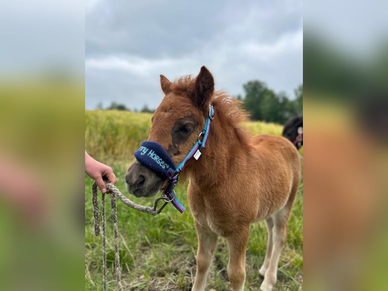 Shetland Ponies Mare 1 year 9,2 hh Chestnut in Lemgow