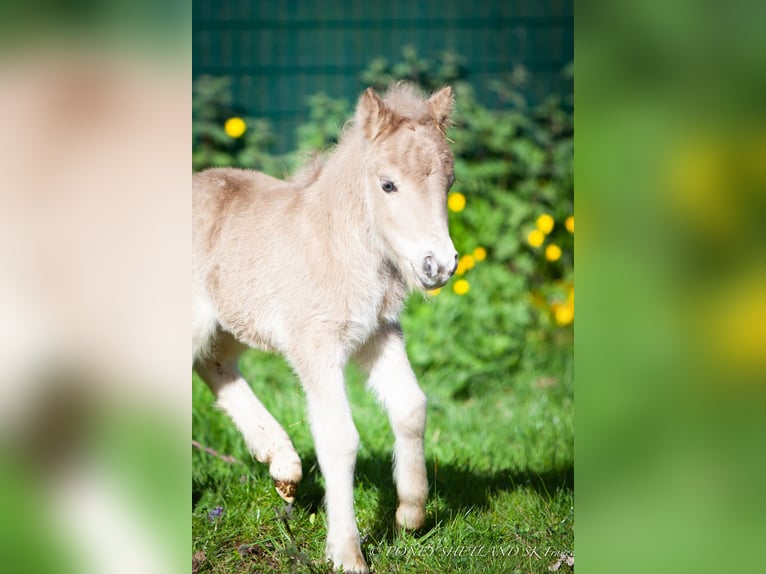 Shetland Ponies Mare 1 year 9,2 hh Chestnut-Red in Courtonne-la-Meurdrac