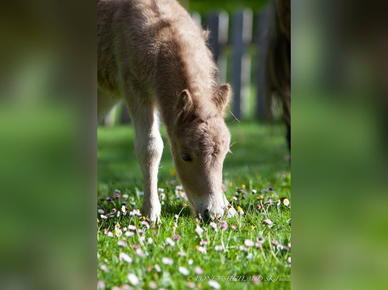 Shetland Ponies Mare 1 year 9,2 hh Chestnut-Red in Courtonne-la-Meurdrac