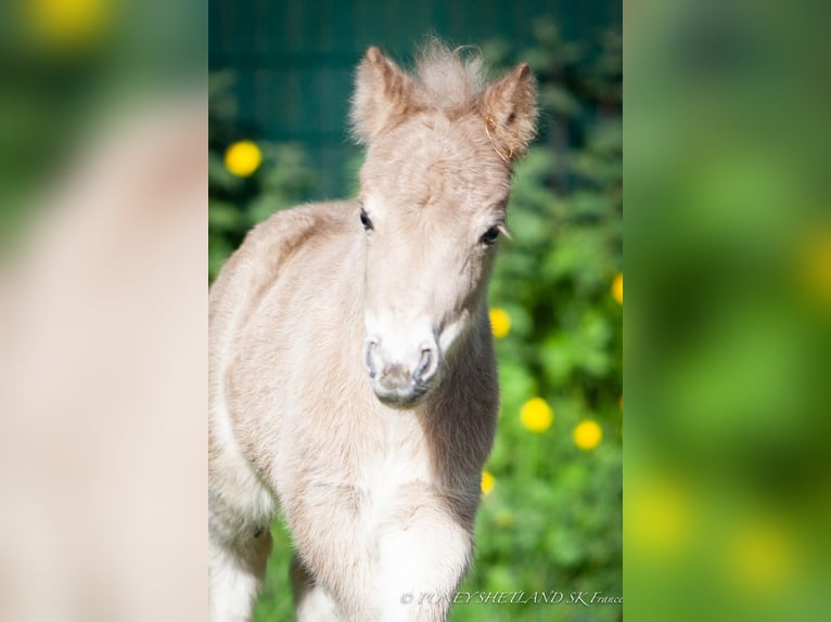 Shetland Ponies Mare 1 year 9,2 hh Chestnut-Red in Courtonne-la-Meurdrac