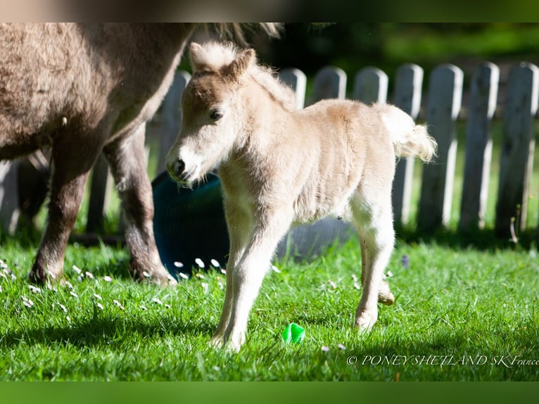 Shetland Ponies Mare 1 year 9,2 hh Chestnut-Red in Courtonne-la-Meurdrac