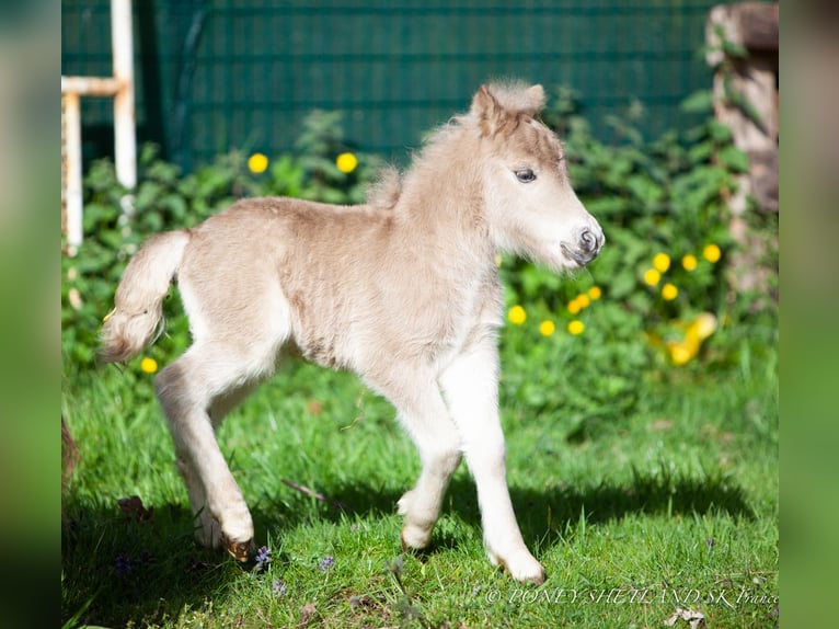 Shetland Ponies Mare 1 year 9,2 hh Chestnut-Red in Courtonne-la-Meurdrac