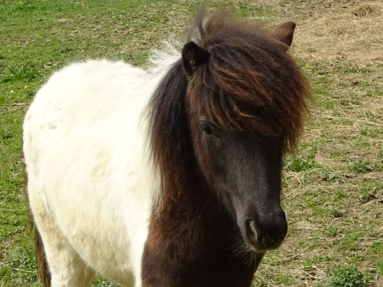 Shetland Ponies Mare 1 year 9,2 hh Pinto in Riegersburg