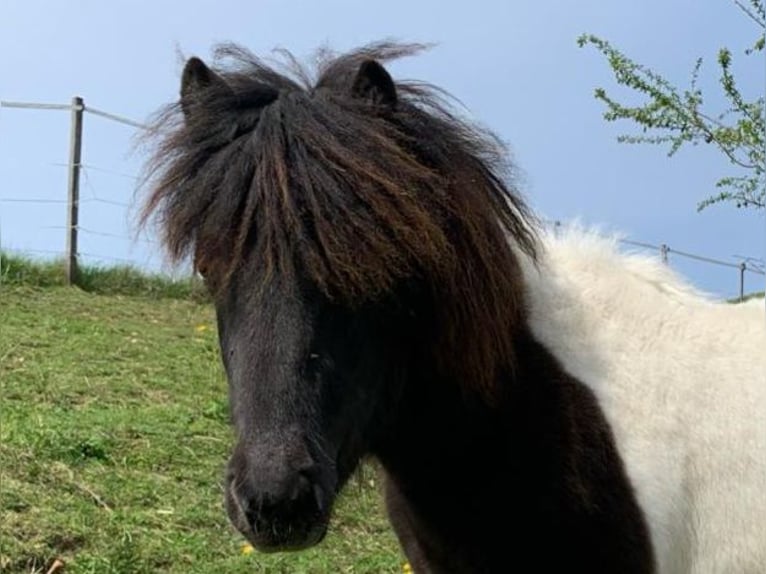 Shetland Ponies Mare 1 year 9,2 hh Pinto in Riegersburg