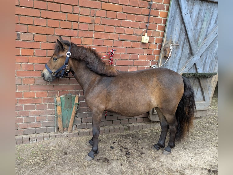 Shetland Ponies Mare 1 year 9,2 hh Brown in Burg