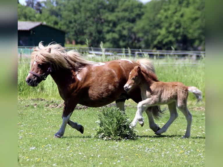 Shetland Ponies Mare 1 year 9,2 hh Chestnut-Red in EmlichheimRinge
