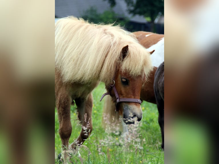 Shetland Ponies Mare 1 year 9,2 hh Chestnut-Red in EmlichheimRinge