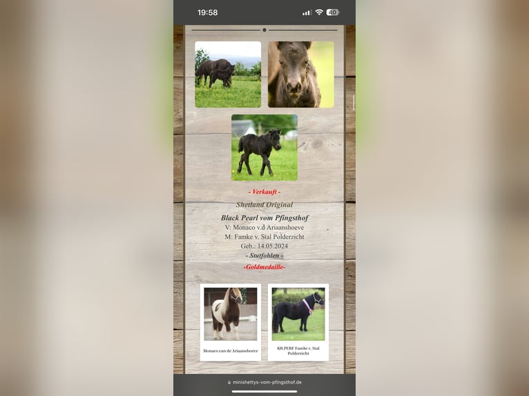 Shetland Ponies Mare 1 year Black in Oberzissen