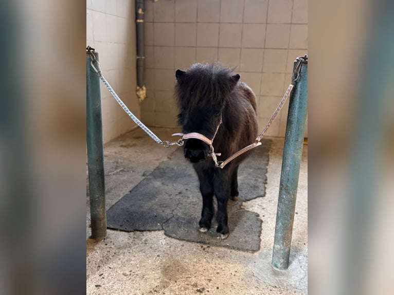 Shetland Ponies Mare 1 year Black in Oberzissen