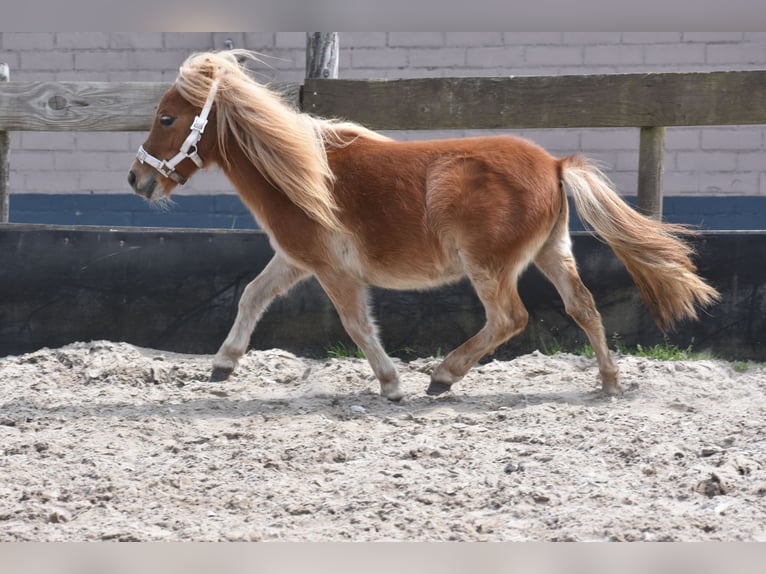Shetland Ponies Mare 1 year Chestnut-Red in Zundert