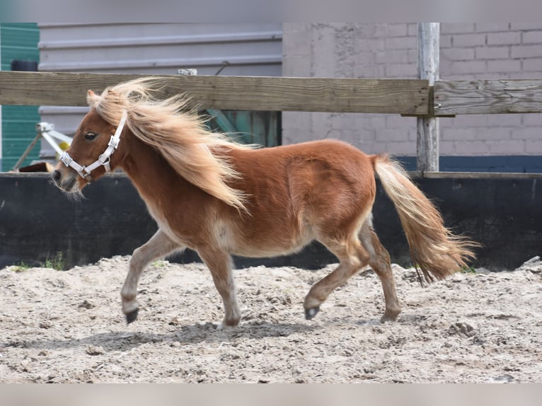 Shetland Ponies Mare 1 year Chestnut-Red in Zundert