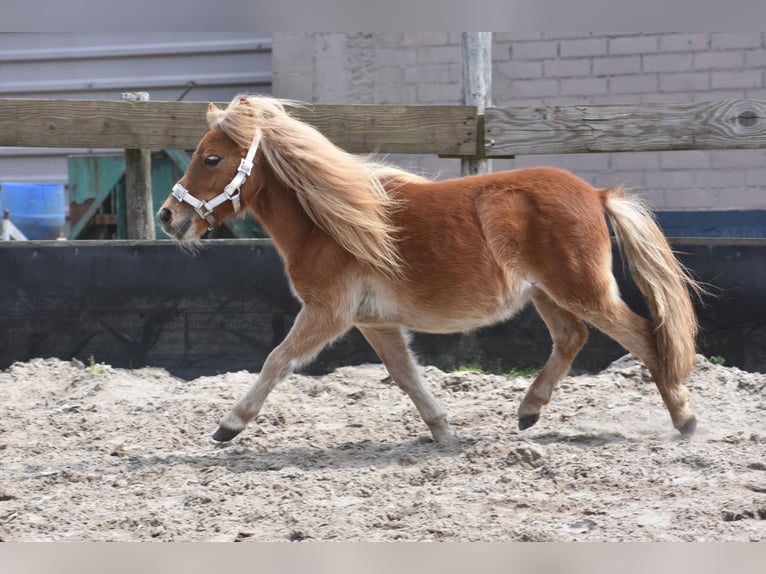 Shetland Ponies Mare 1 year Chestnut-Red in Zundert