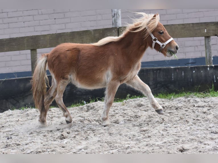 Shetland Ponies Mare 1 year Chestnut-Red in Zundert