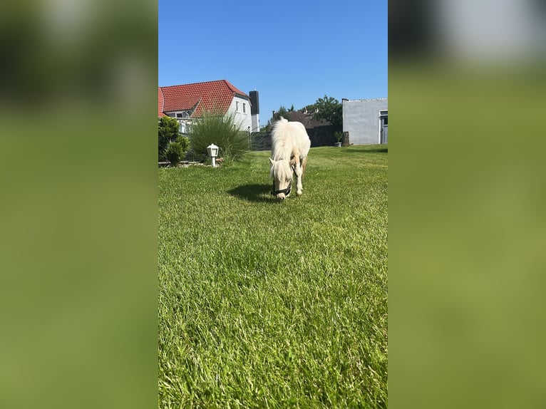 Shetland Ponies Mare 1 year Pinto in Rhinow