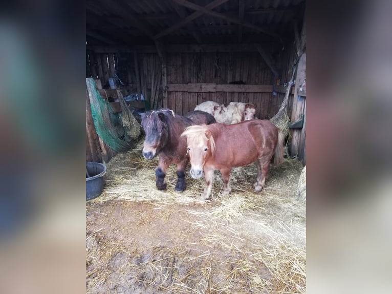 Shetland Ponies Mare 20 years 10,1 hh Chestnut-Red in Burghaslach