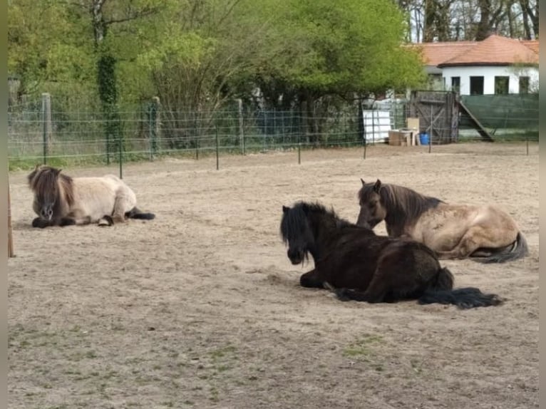 Shetland Ponies Mare 20 years 10.2 hh Black in HanauHanau