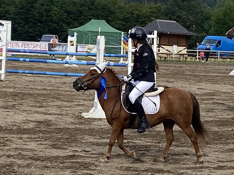 Shetland Ponies Mare 20 years 10 hh Chestnut-Red in Mildenau