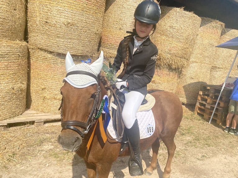 Shetland Ponies Mare 20 years 10 hh Chestnut-Red in Mildenau