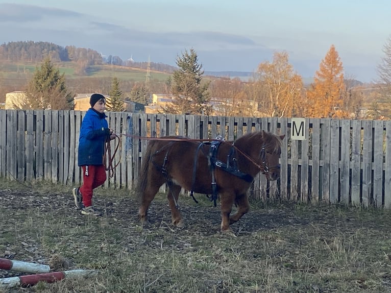 Shetland Ponies Mare 20 years 10 hh Chestnut-Red in Mildenau