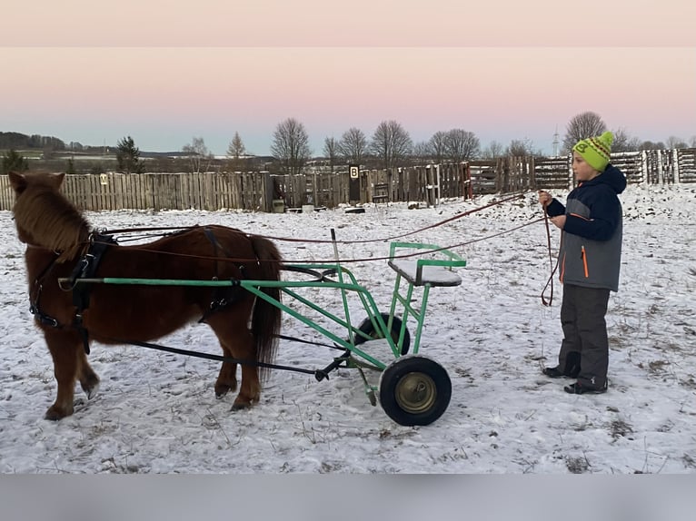 Shetland Ponies Mare 20 years 10 hh Chestnut-Red in Mildenau