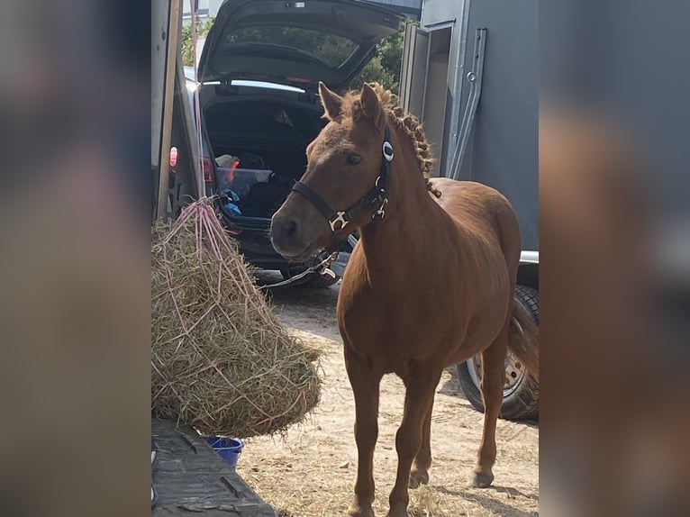 Shetland Ponies Mare 20 years 10 hh Chestnut-Red in Mildenau
