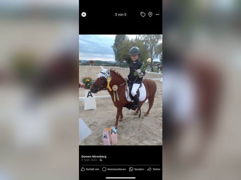Shetland Ponies Mare 20 years 10 hh Chestnut-Red in Mildenau