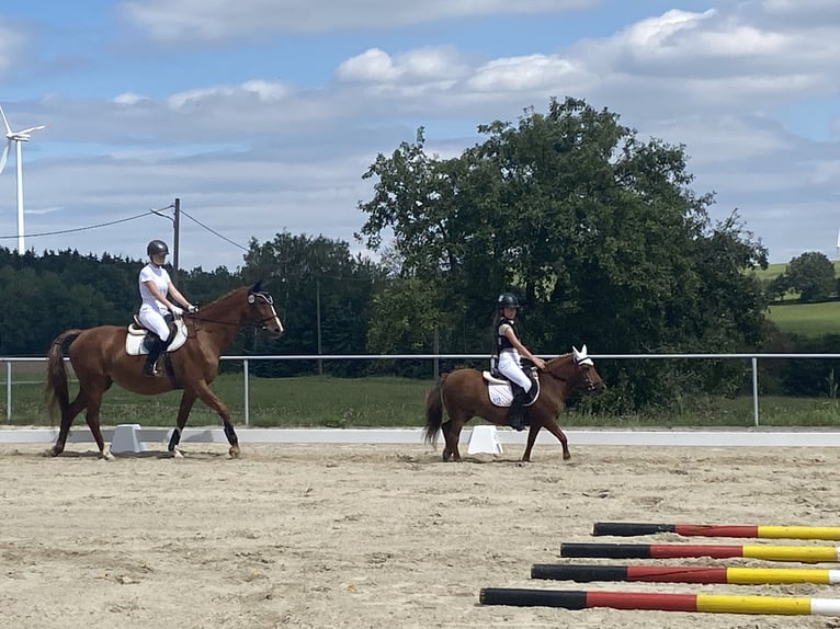 Shetland Ponies Mare 20 years 10 hh Chestnut-Red in Mildenau