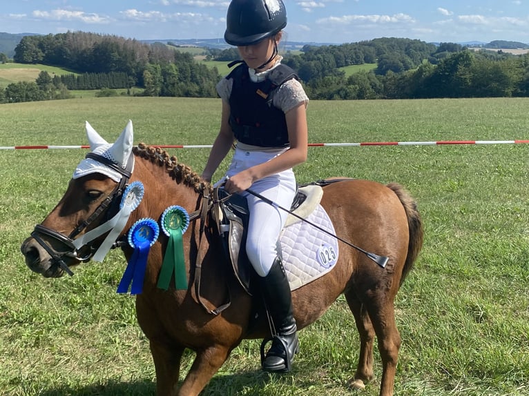 Shetland Ponies Mare 20 years 10 hh Chestnut-Red in Mildenau