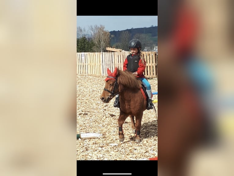 Shetland Ponies Mare 20 years 10 hh Chestnut-Red in Mildenau