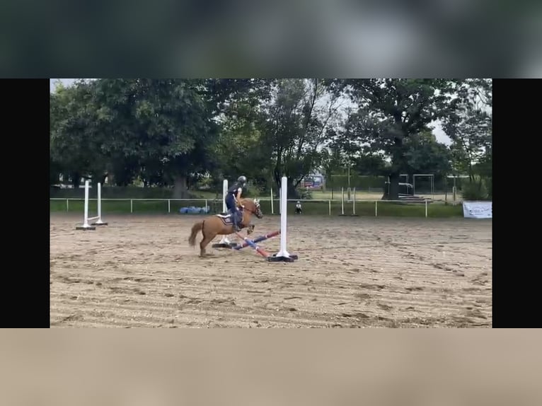 Shetland Ponies Mare 20 years 10 hh Chestnut-Red in Mildenau