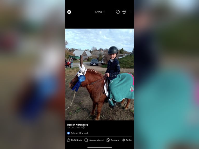Shetland Ponies Mare 20 years 10 hh Chestnut-Red in Mildenau