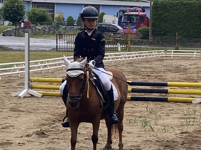 Shetland Ponies Mare 20 years 10 hh Chestnut-Red in Mildenau