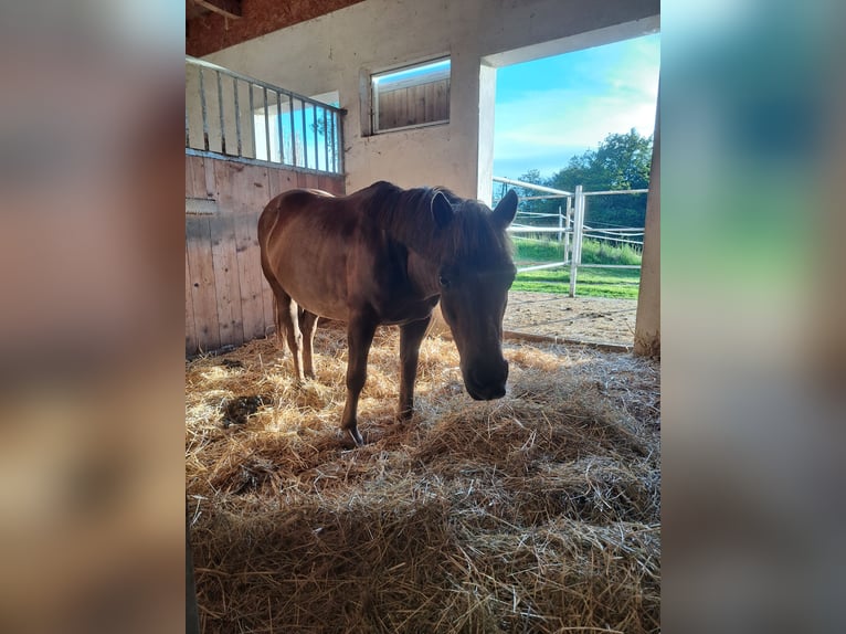 Shetland Ponies Mix Mare 20 years 11,1 hh Sorrel in Waldhausen im Strudengau