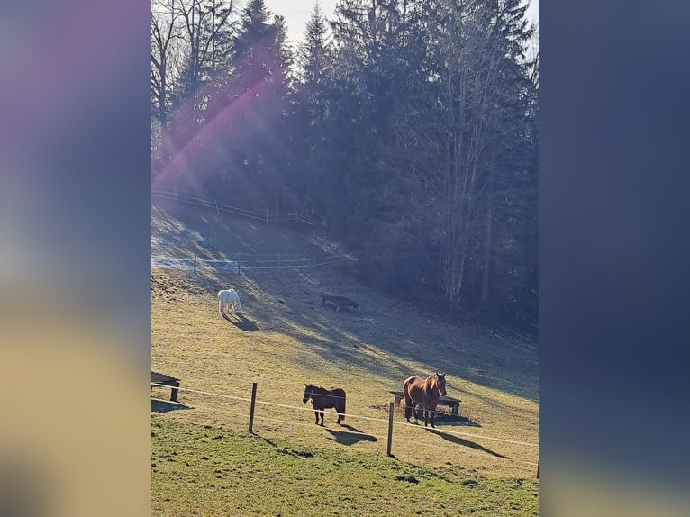 Shetland Ponies Mix Mare 20 years 11,2 hh Sorrel in Waldhausen im Strudengau