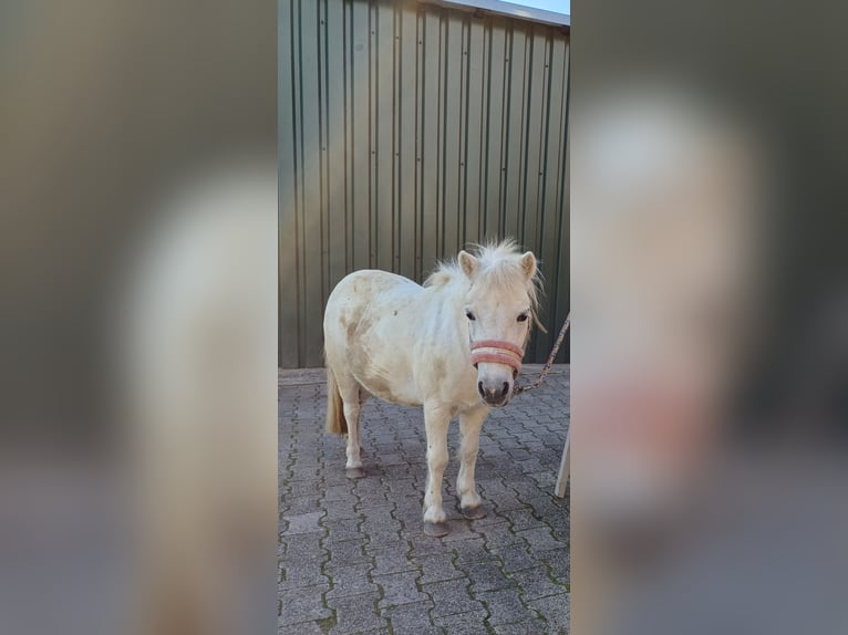 Shetland Ponies Mare 20 years 9,2 hh Grey in Twist
