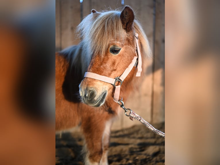 Shetland Ponies Mare 21 years 10,1 hh Chestnut-Red in Leinburg