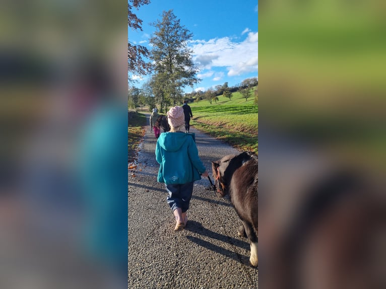 Shetland Ponies Mare 21 years 8,1 hh in Sinsheim