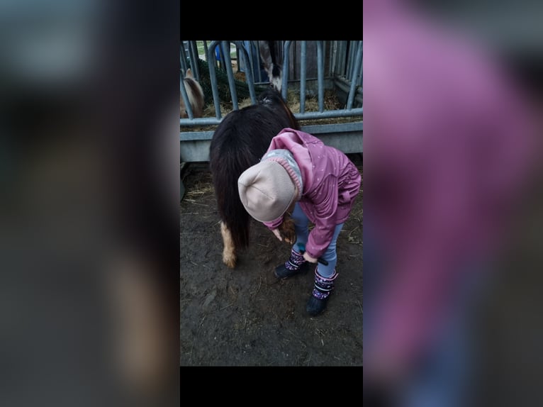 Shetland Ponies Mare 21 years 8,1 hh in Sinsheim