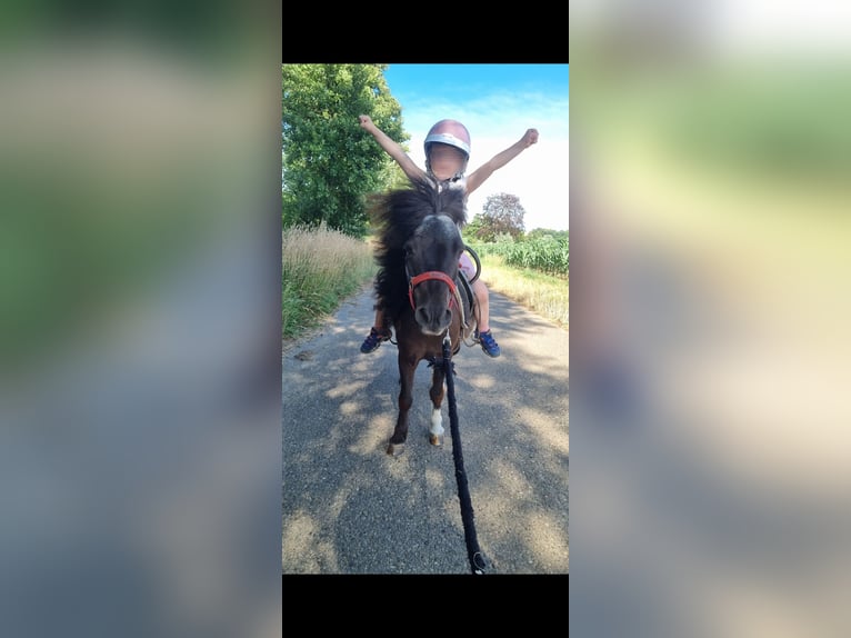 Shetland Ponies Mare 22 years 8,1 hh in Sinsheim