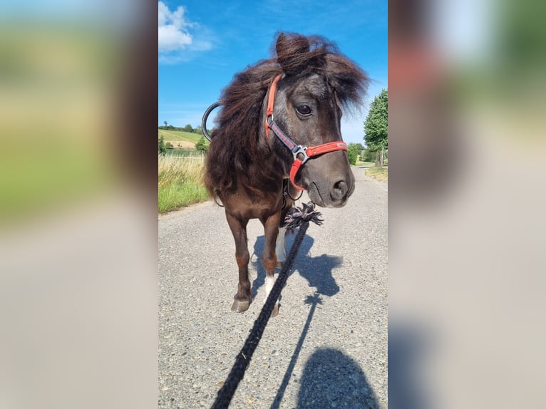 Shetland Ponies Mare 22 years 8,1 hh in Sinsheim